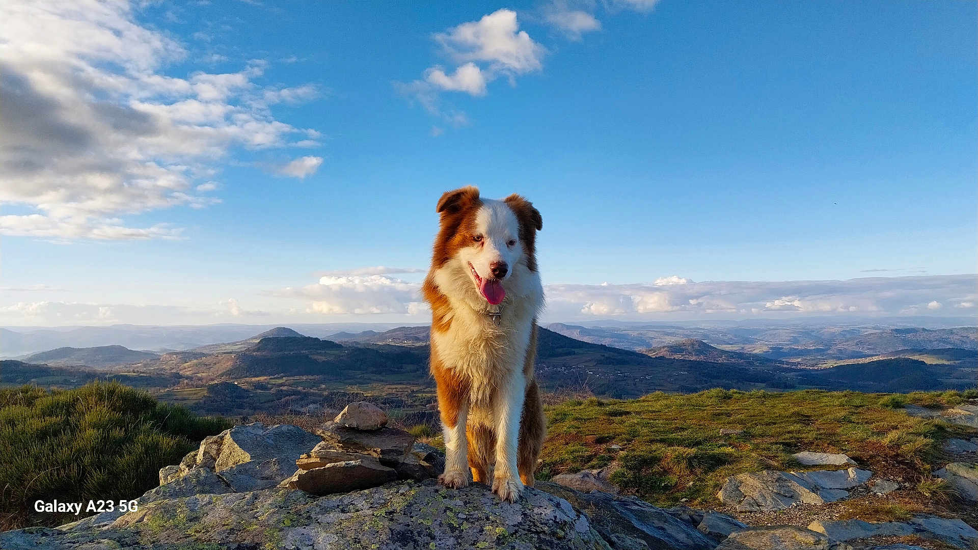 Scoobydoo a rejoint le concours — aidez-le/la à gagner de superbes lots ! dog, dog_portrait, outdoor, landscape, mountain, rock, sky, clouds, hills, valley, grass, fur, tongue_out, collar, summit, scenic, nature, pet, adventure, wide_angle