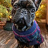 dog, french_bulldog, sweater, indoor, wooden_floor, lights, holiday, cute, pet, animal, portrait, cozy, decor, christmas_tree, festive, brown, black, small_dog, flooring, ears