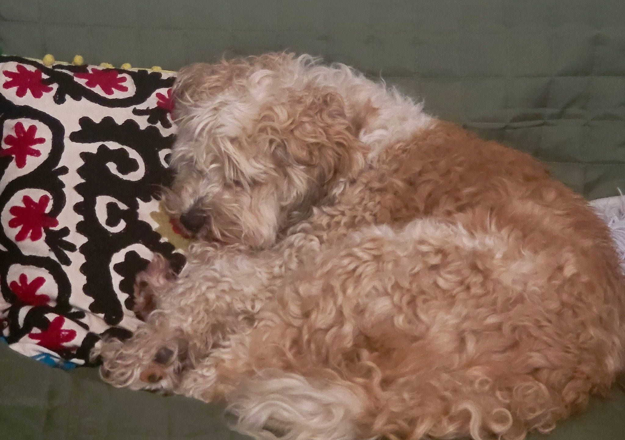 Jempo a rejoint le concours — aidez-le/la à gagner de superbes lots ! canidae, carnivore, companion_dog, dog, dog_breed, fur, labradoodle, liver, maltepoo, pet_supply, poodle, poodle_crossbreed, shih_poo, snout, sporting_group, terrier, toy_dog, water_dog, working_animal, yorkipoo