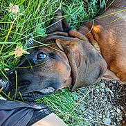 Belonne a rejoint le concours — aidez-le/la à gagner de superbes lots ! dog, brown_dog, brindle, wrinkled, short_hair, floppy_ears, eye, snout, pet, animal, grass, clover, wildflowers, outdoors, garden, ground, pebbles, lying_down, close_up, candid