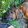 animal, brindle, brown_dog, candid, close_up, clover, dog, eye, floppy_ears, garden, grass, ground, lying_down, outdoors, pebbles, pet, short_hair, snout, wildflowers, wrinkled