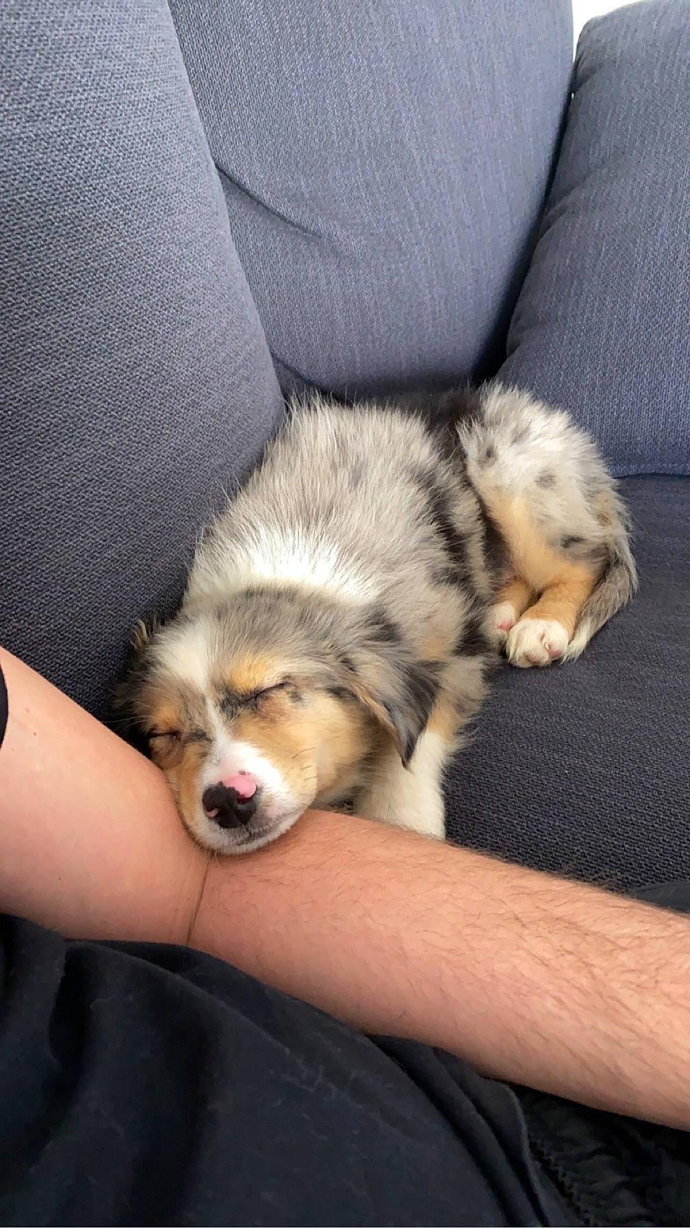 Ragnar participe au concours pour gagner de l'argent avec cette photo : australian_shepherd, canidae, carnivore, claw, comfort, companion_dog, dog, dog_breed, fawn, felidae, fur, herding_dog, paw, sitting, snout, sporting_group, terrestrial_animal, toy_dog, whiskers, wildlife