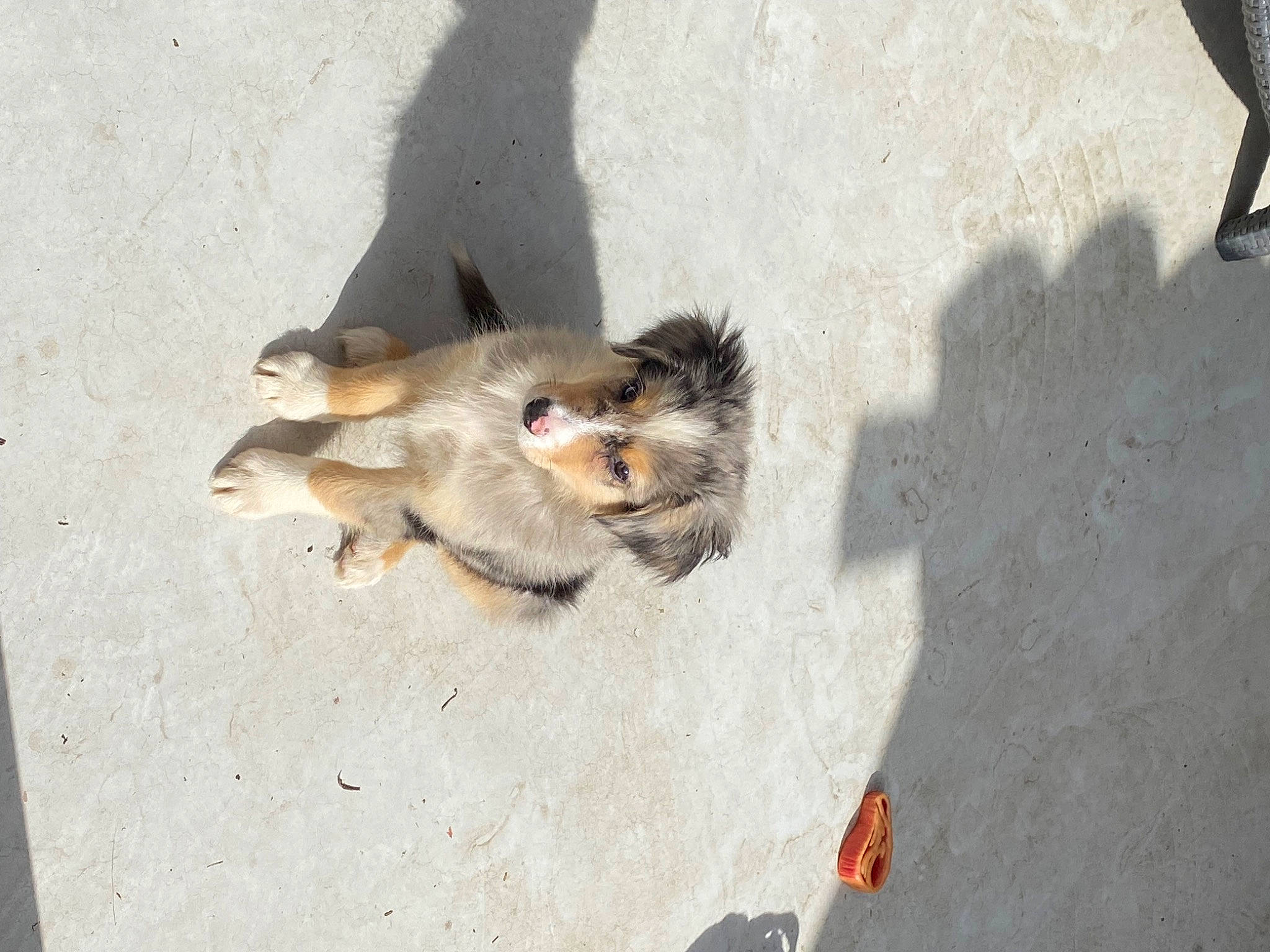 Ragnar participe au concours pour gagner de l'argent avec cette photo : asphalt, carnivore, claw, companion_dog, concrete, curb, dog_breed, fawn, felidae, fur, macaque, paw, road_surface, rodent, shadow, sidewalk, small_to_medium_sized_cats, street_dog, tail, whiskers