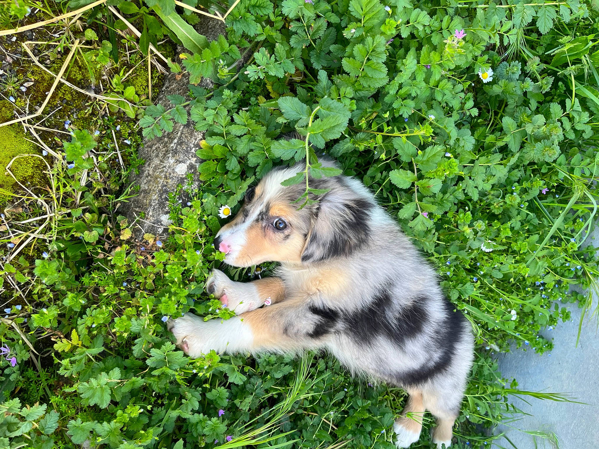 Ragnar participe au concours pour gagner de l'argent avec cette photo : australian_shepherd, canidae, carnivore, collie, companion_dog, dog, dog_breed, grass, groundcover, herding_dog, miniature_australian_shepherd, plant, shrub, snout, sporting_group, tail, terrestrial_animal, terrestrial_plant, whiskers, working_dog