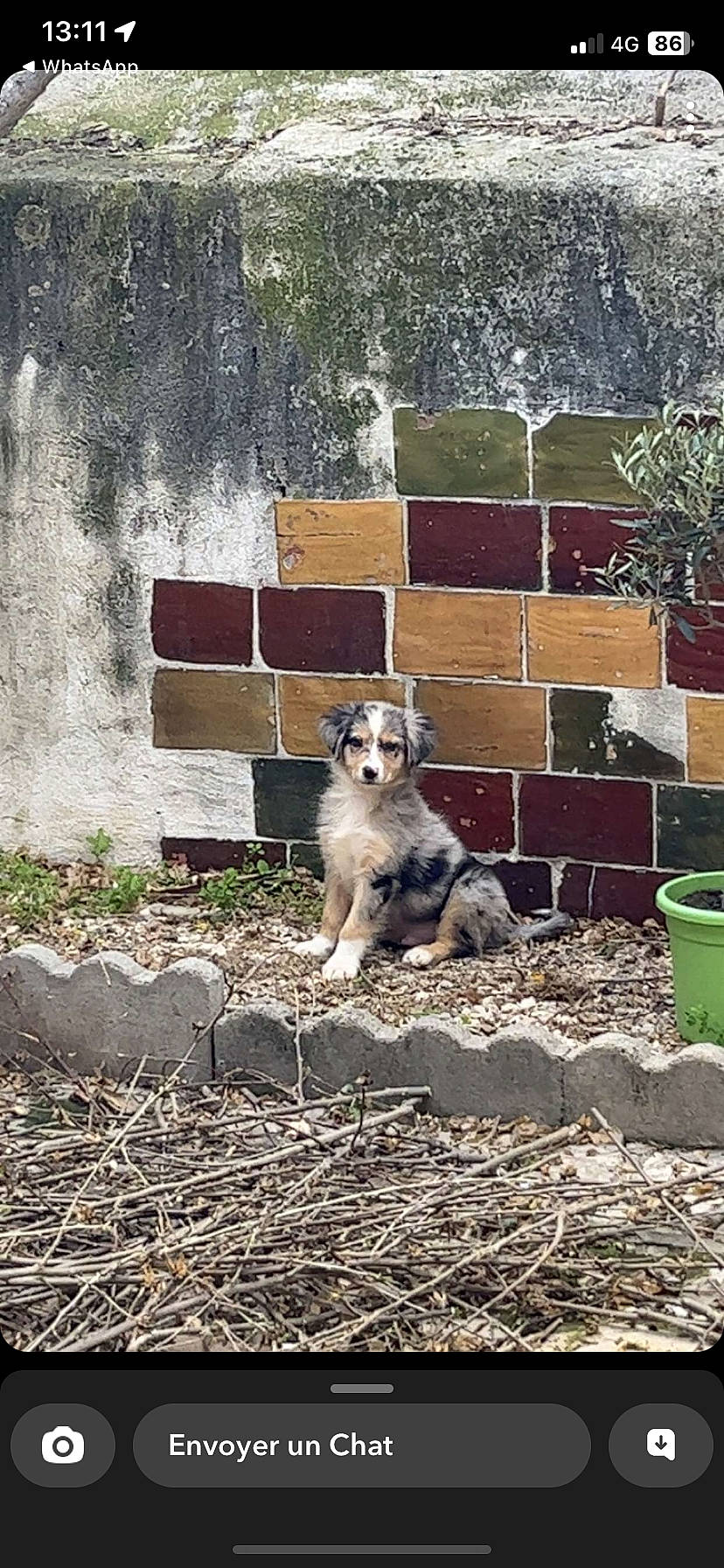 Ragnar a rejoint le concours — aidez-le/la à gagner de superbes lots ! brick, brickwork, canidae, carnivore, companion_dog, dog, dog_breed, dog_supply, fawn, fur, grass, landscape, plant, soil, sporting_group, tail, terrestrial_animal, wildlife, wood, yard