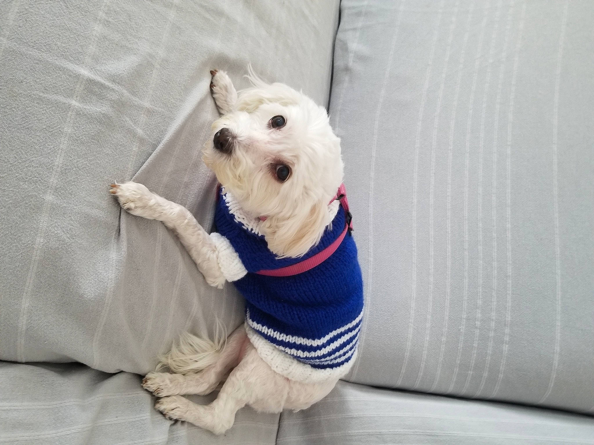 Evanescence participe au concours pour gagner de l'argent avec cette photo : bow_tie, canidae, carnivore, collar, companion_dog, dog, dog_breed, dog_clothes, dog_supply, fawn, jacket, pet_supply, small_terrier, snout, sporting_group, stuffed_toy, terrier, toy, toy_dog, working_animal