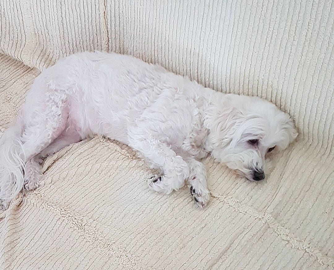 Evanescence participe au concours pour gagner de l'argent avec cette photo : art, canidae, carnivore, companion_dog, couch, dog, dog_breed, flooring, fur, non_sporting_group, paw, small_terrier, sporting_group, tail, terrier, toy_dog, water_dog, wood, working_animal