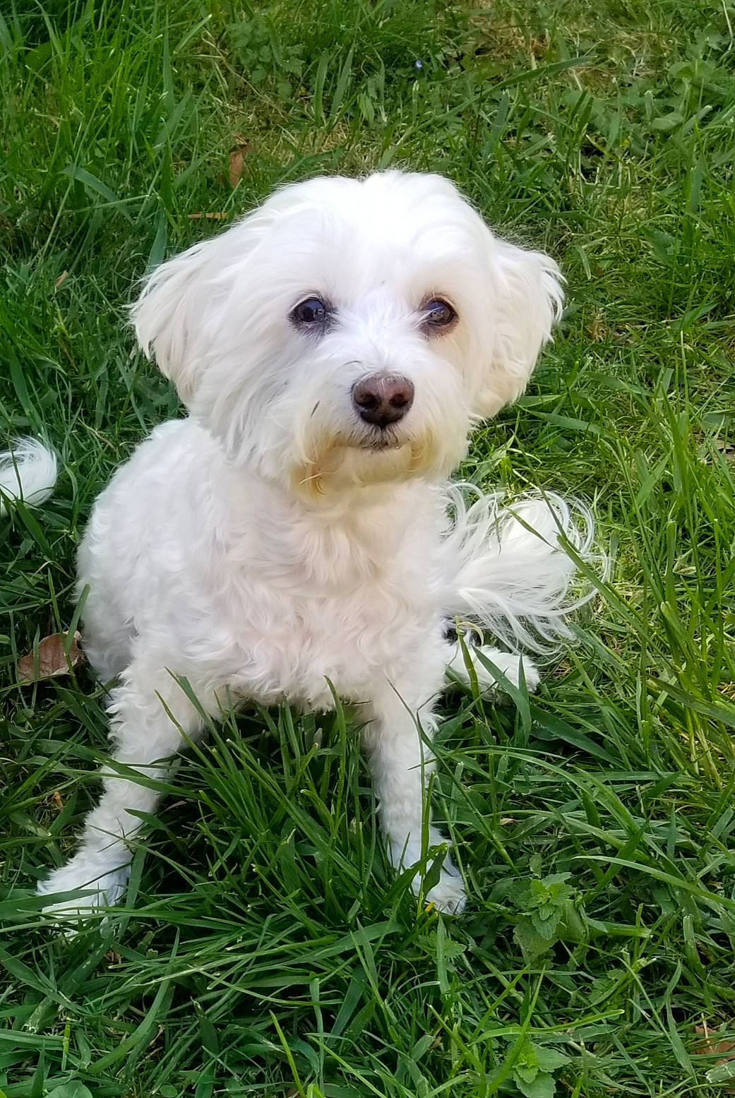 Evanescence participe au concours pour gagner de l'argent avec cette photo : canidae, carnivore, companion_dog, dog, dog_breed, dog_collar, dog_supply, grass, mal_shi, maltepoo, non_sporting_group, plant, poodle_crossbreed, small_terrier, sporting_group, terrier, toy_dog, water_dog, working_animal