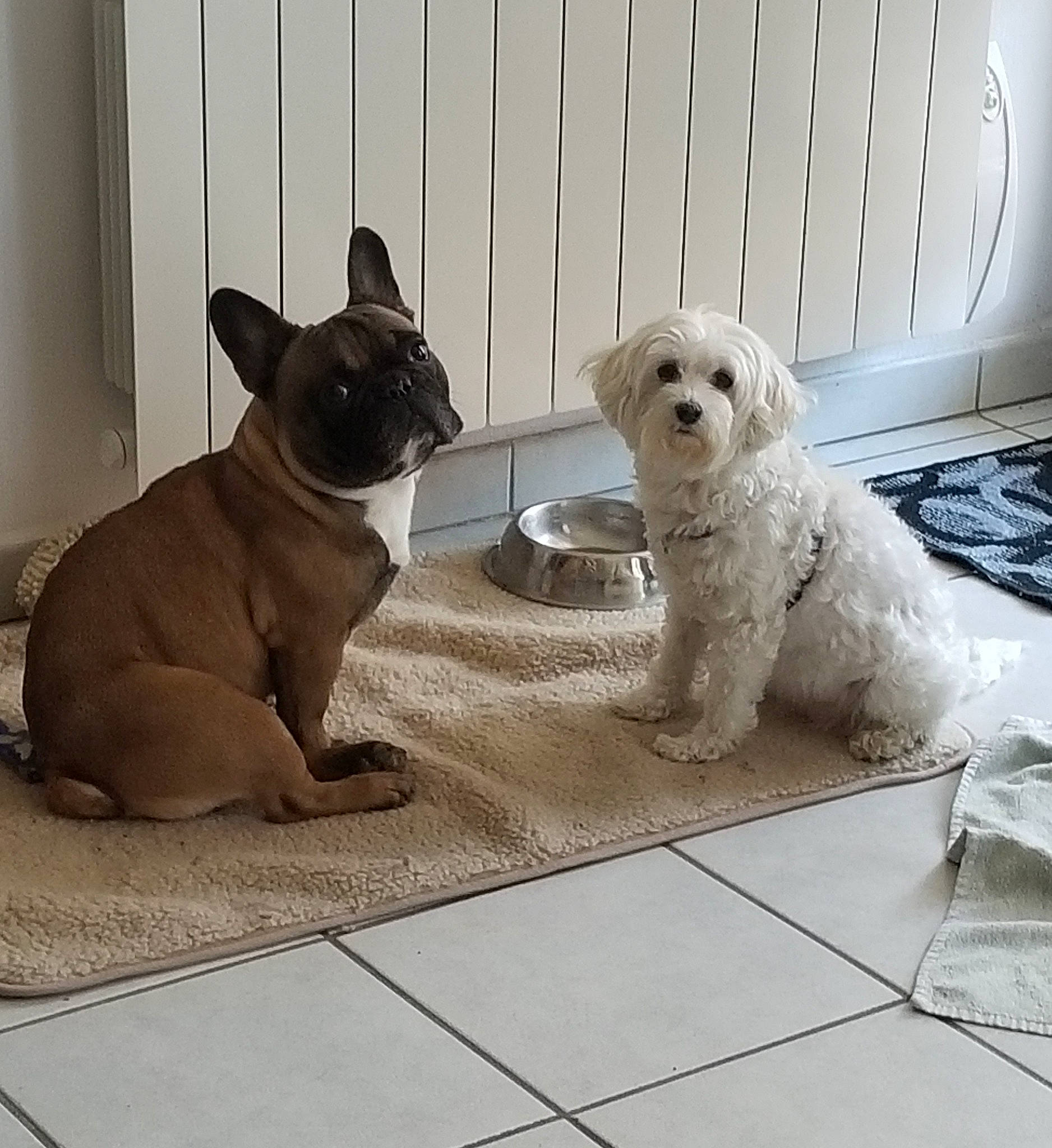 Evanescence participe au concours pour gagner de l'argent avec cette photo : canidae, carnivore, collar, comfort, companion_dog, dog, dog_breed, fawn, floor, flooring, grey, pet_supply, pug, snout, sporting_group, tail, toy, toy_dog, vertebrate, working_animal