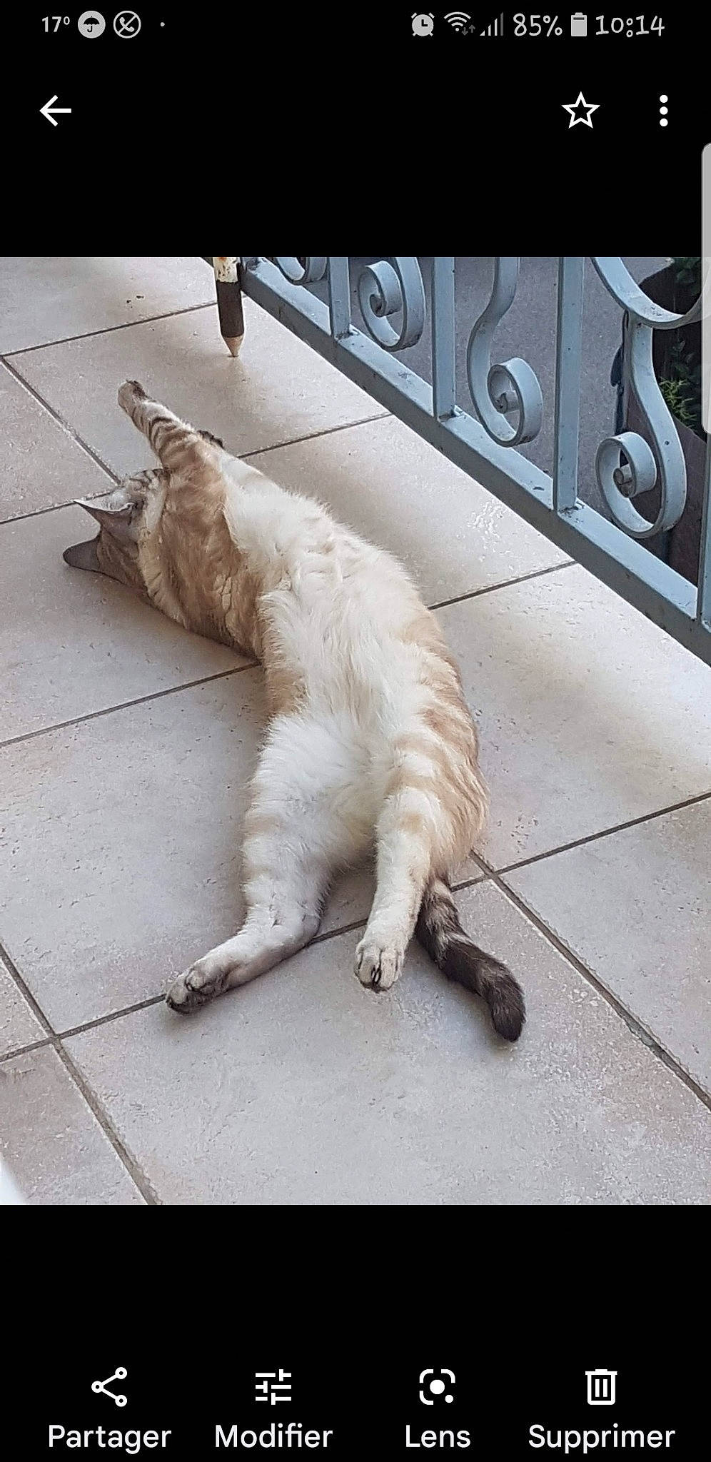 Bambi a rejoint le concours — aidez-le/la à gagner de superbes lots ! canidae, carnivore, cat, collar, comfort, companion_dog, dog_breed, domestic_short_haired_cat, fawn, felidae, flooring, fur, metal, paw, rectangle, small_to_medium_sized_cats, sporting_group, tail, whiskers, wood