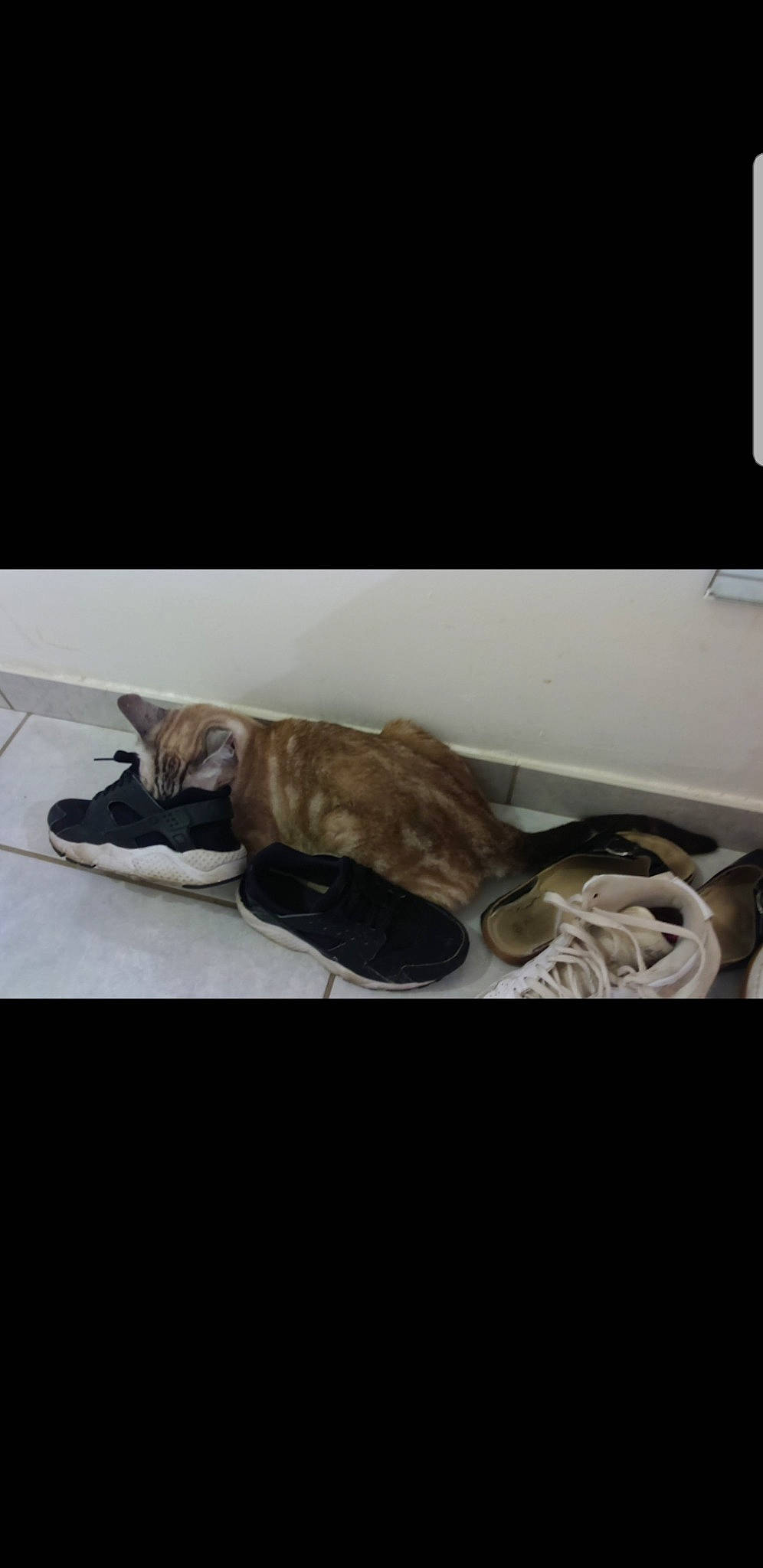 Bambi participe au concours pour gagner de l'argent avec cette photo : automotive_exterior, automotive_lighting, automotive_mirror, bumper, canidae, carnivore, cat, comfort, dog_breed, fawn, felidae, fur, room, small_to_medium_sized_cats, sporting_group, tail, vehicle_door, whiskers, windshield, wood