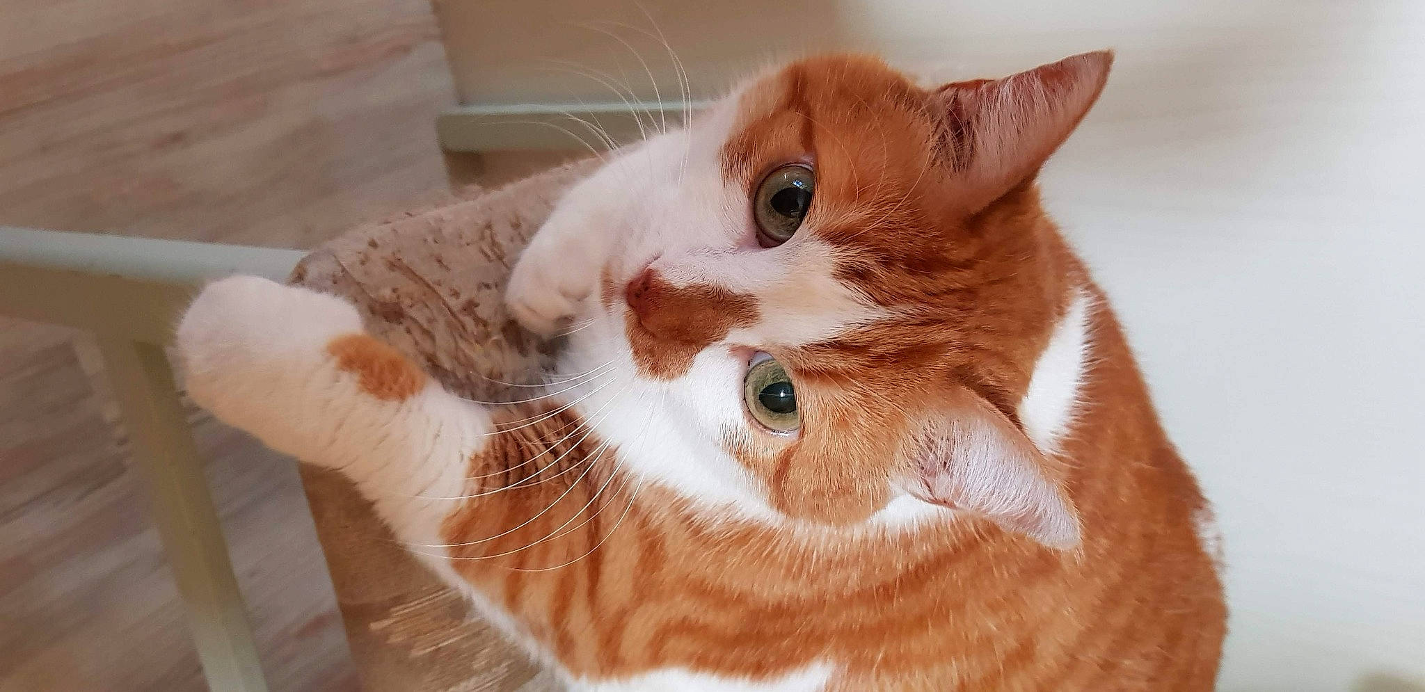 Pompom a rejoint le concours — aidez-le/la à gagner de superbes lots ! carnivore, cat, claw, comfort, domestic_short_haired_cat, ear, eye, fawn, felidae, fur, head, iris, paw, small_to_medium_sized_cats, snout, tail, whiskers, wood