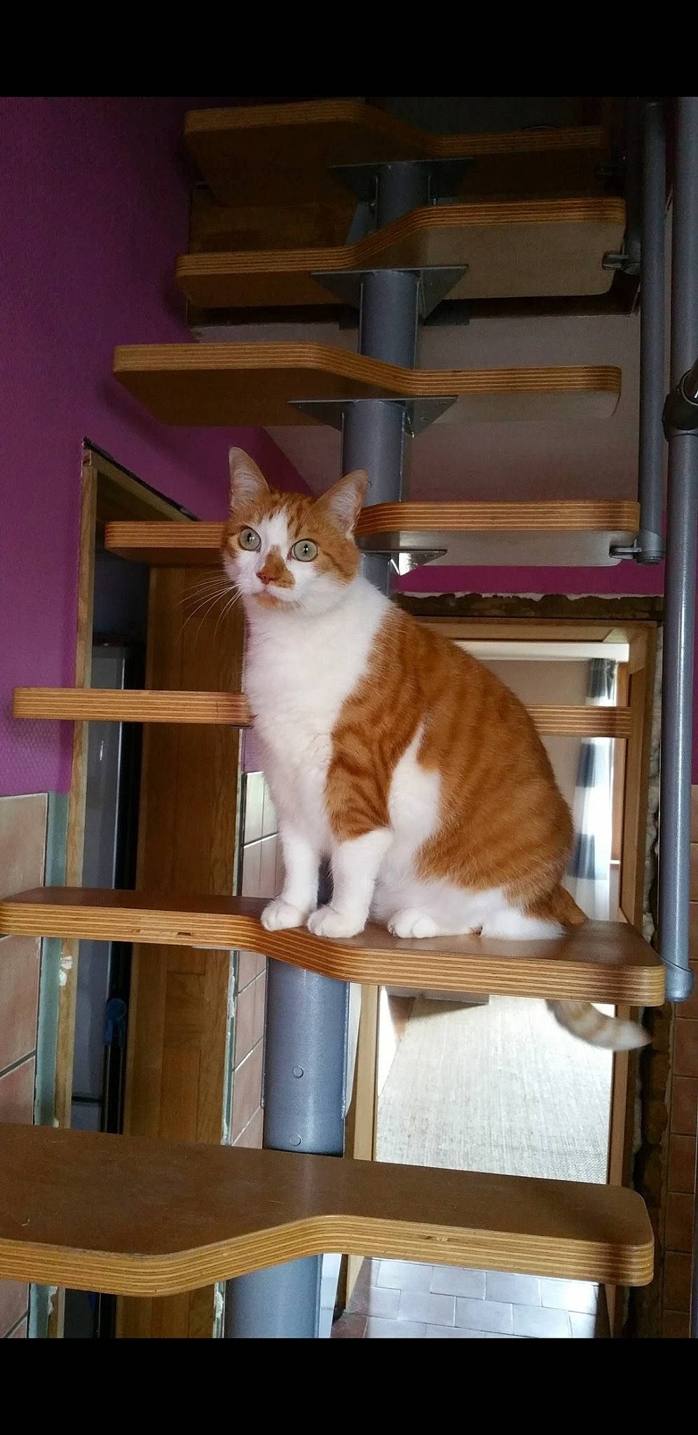 Pompom participe au concours pour gagner de l'argent avec cette photo : box, brown, carnivore, cat, chair, domestic_short_haired_cat, fawn, felidae, fur, hardwood, room, shelf, shelving, small_to_medium_sized_cats, tail, television, whiskers, window, wood, wood_stain