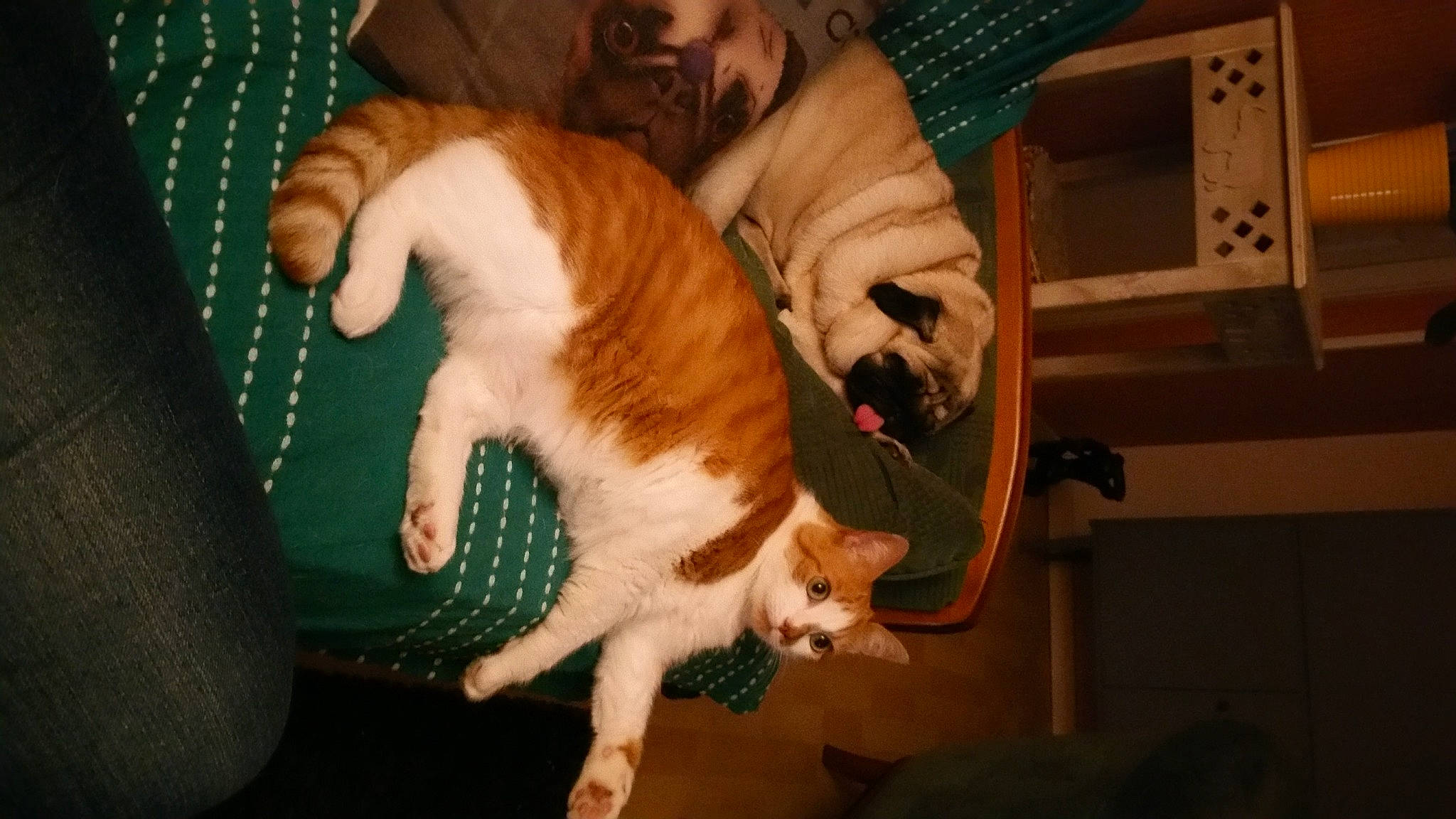 Pompom participe au concours pour gagner de l'argent avec cette photo : canidae, carnivore, cat, cat_supply, claw, comfort, companion_dog, domestic_short_haired_cat, fawn, felidae, fur, lap, paw, pet_supply, small_to_medium_sized_cats, snout, sporting_group, tail, whiskers, wood