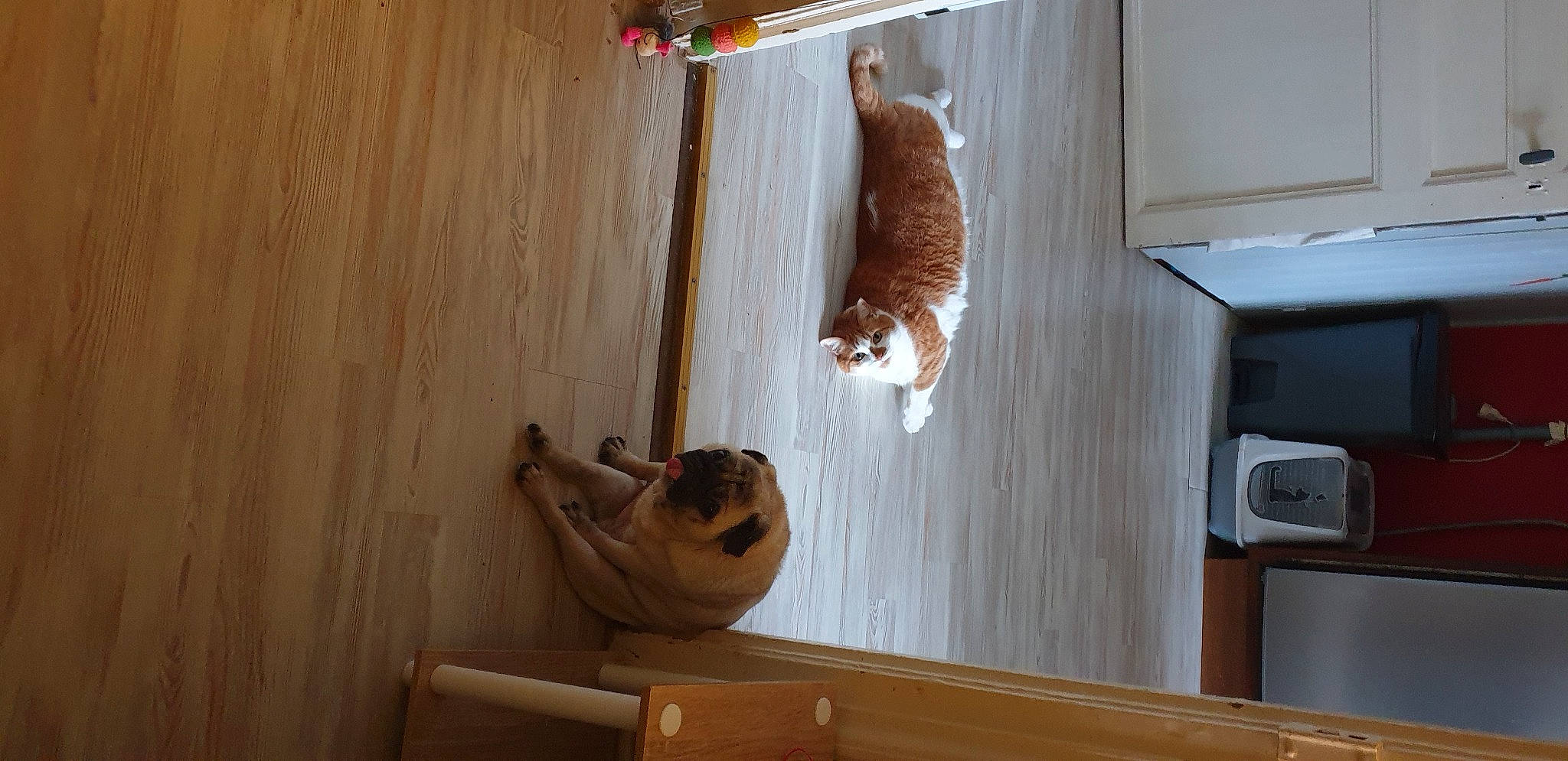 Pompom participe au concours pour gagner de l'argent avec cette photo : brown, carnivore, cat, door, fawn, felidae, floor, flooring, hardwood, laminate_flooring, mammal, small_to_medium_sized_cats, sporting_group, tail, varnish, vertebrate, whiskers, window, wood, wood_stain