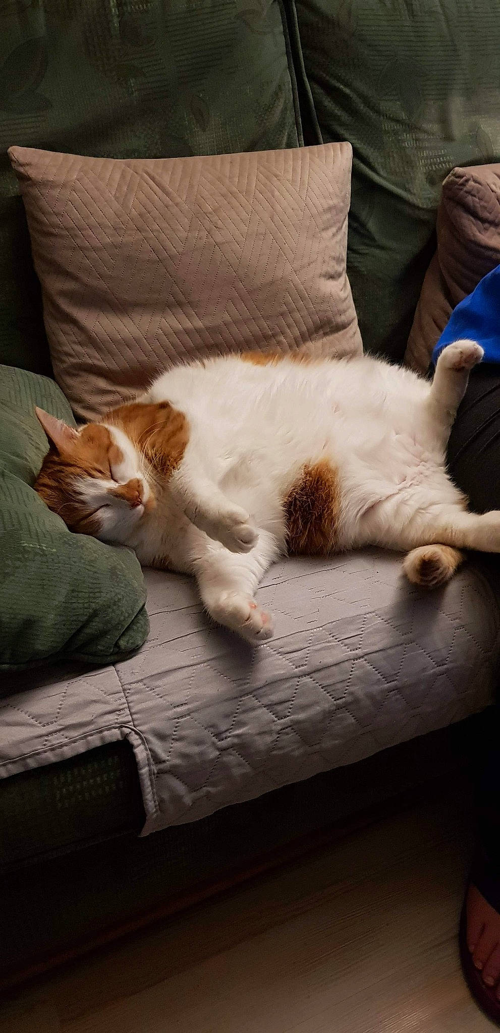 Pompom a rejoint le concours — aidez-le/la à gagner de superbes lots ! carnivore, cat, comfort, companion_dog, eye, fawn, felidae, flooring, hardwood, human_leg, lap, linens, mammal, paw, small_to_medium_sized_cats, snout, tail, vertebrate, whiskers, wood