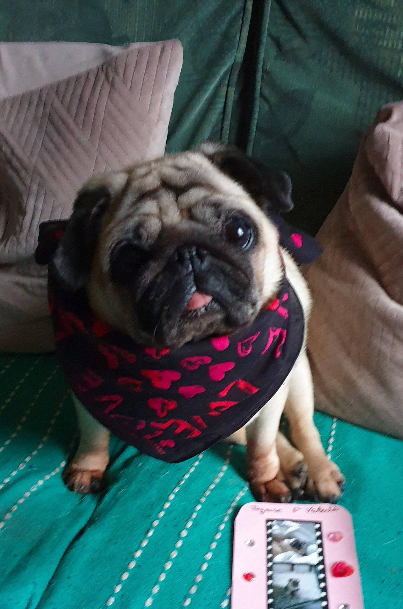 Hera participe au concours pour gagner de l'argent avec cette photo : blue, canidae, carmine, carnivore, comfort, companion_dog, dog, dog_breed, dog_clothes, dog_supply, fawn, flooring, linens, plant, pug, snout, sporting_group, textile, toy_dog, wrinkle