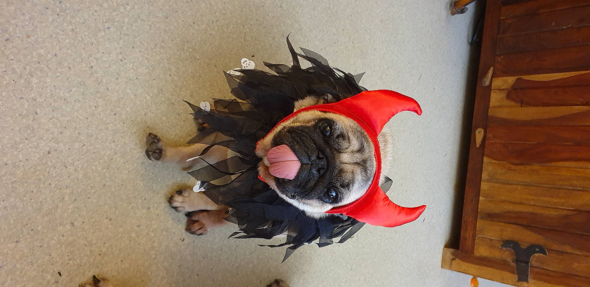 Hera participe au concours pour gagner de l'argent avec cette photo : art, beak, canidae, carmine, feather, flooring, fur, helmet, personal_protective_equipment, plant, shadow, soil, sporting_group, tail, toy, tree, visual_arts, wing, wood