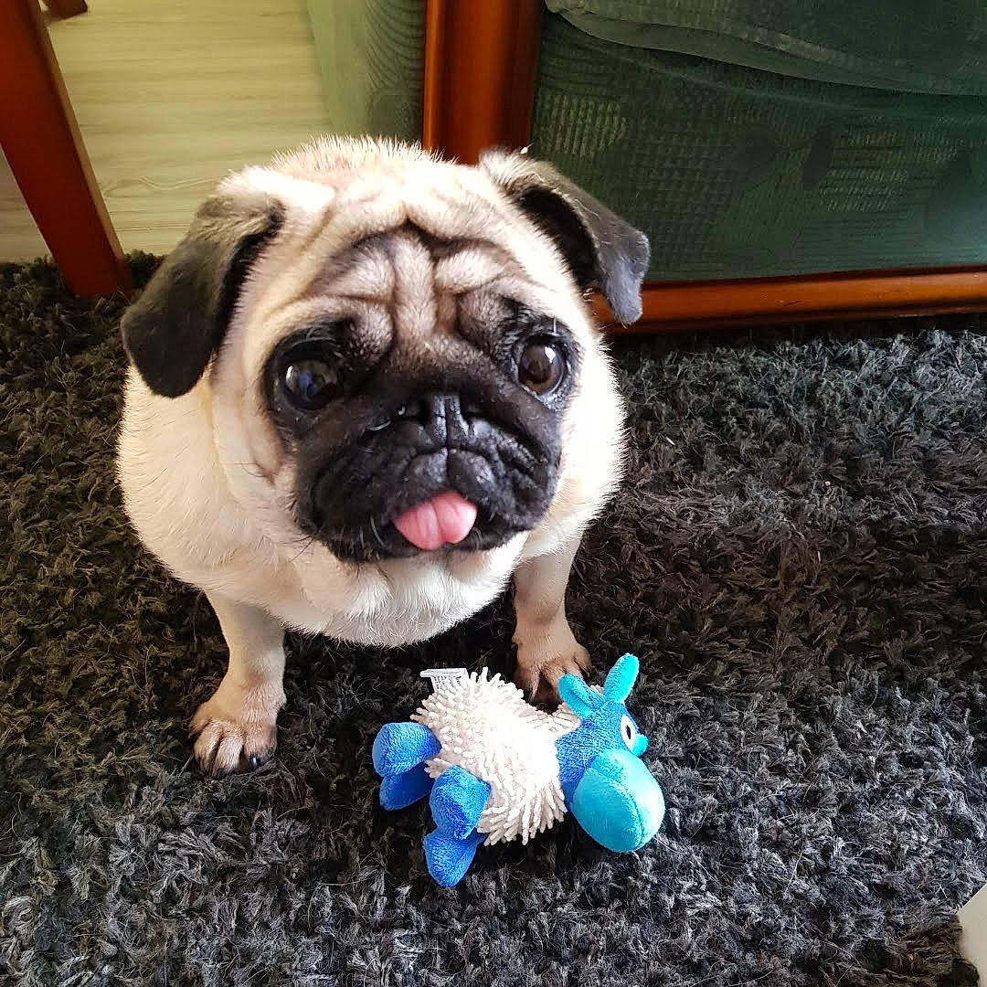 Hera a rejoint le concours — aidez-le/la à gagner de superbes lots ! canidae, carnivore, chair, companion_dog, dog, dog_breed, electric_blue, eye, fawn, flooring, fur, grass, pug, puppy_love, snout, sporting_group, terrestrial_animal, toy_dog, whiskers, wrinkle