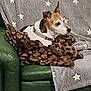 dog, couch, blanket, leopard_print, star_pattern, pet, indoor, resting, fur, animal, cozy, relaxed, brown, white, ears, collar, home, comfort, furniture, side_view