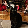 animal, black_cat, black_fur, candle, cat, christmas_decorations, cozy, decor, festive, fireplace, holiday, home, indoor, ornaments, pet, rug, santa_figurine, sitting, warm_lighting, wood_floor
