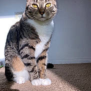 Stormy joined the competition — help win amazing prizes! cat, tabby_cat, pet, animal, sitting, indoor, carpet, sunlight, shadow, whiskers, ears, eyes, fur, paws, portrait, wall, electrical_outlet, gaze, domestic, closeup