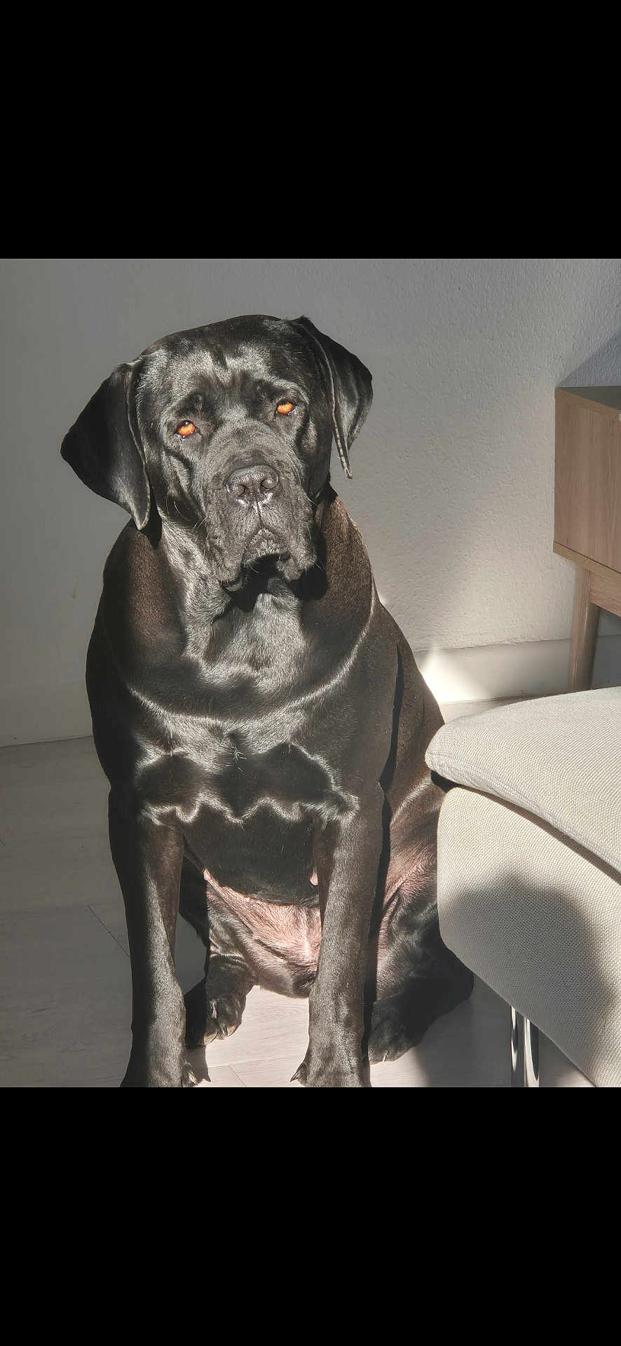 Tara participe au concours pour gagner de l'argent avec cette photo : dog, black_dog, indoor, sunlight, glossy_coat, sitting, furniture, couch, wooden_furniture, calm, pet, canine, companion, home, floor, shadow, relaxed, portrait, animal, domestic