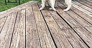 Vanilla Bean joined the competition — help win amazing prizes! puppies, dogs, wooden_deck, outdoor, greenery, grass, trees, playful, pets, animal, nature, fence, daylight, canine, young, fur, tongue, companions, happy, summer