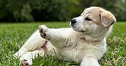 Vanilla Bean is registered to the contest to win money with this photo: animal, background_blur, canine, cute, dog, fur, garden, grass, greenery, laying, mammal, nature, outdoor, paw, pet, playful, puppy, relaxed, summer, young_animal