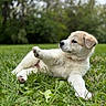 puppy, dog, grass, outdoor, greenery, young_animal, pet, cute, canine, fur, paw, nature, animal, laying, relaxed, mammal, playful, summer, garden, background_blur