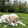 puppy, dog, grass, outdoor, animal, pet, nature, greenery, young, cute, lying_down, fur, ears, snout, background_blur, daylight, mammal, field, relaxing, leaf
