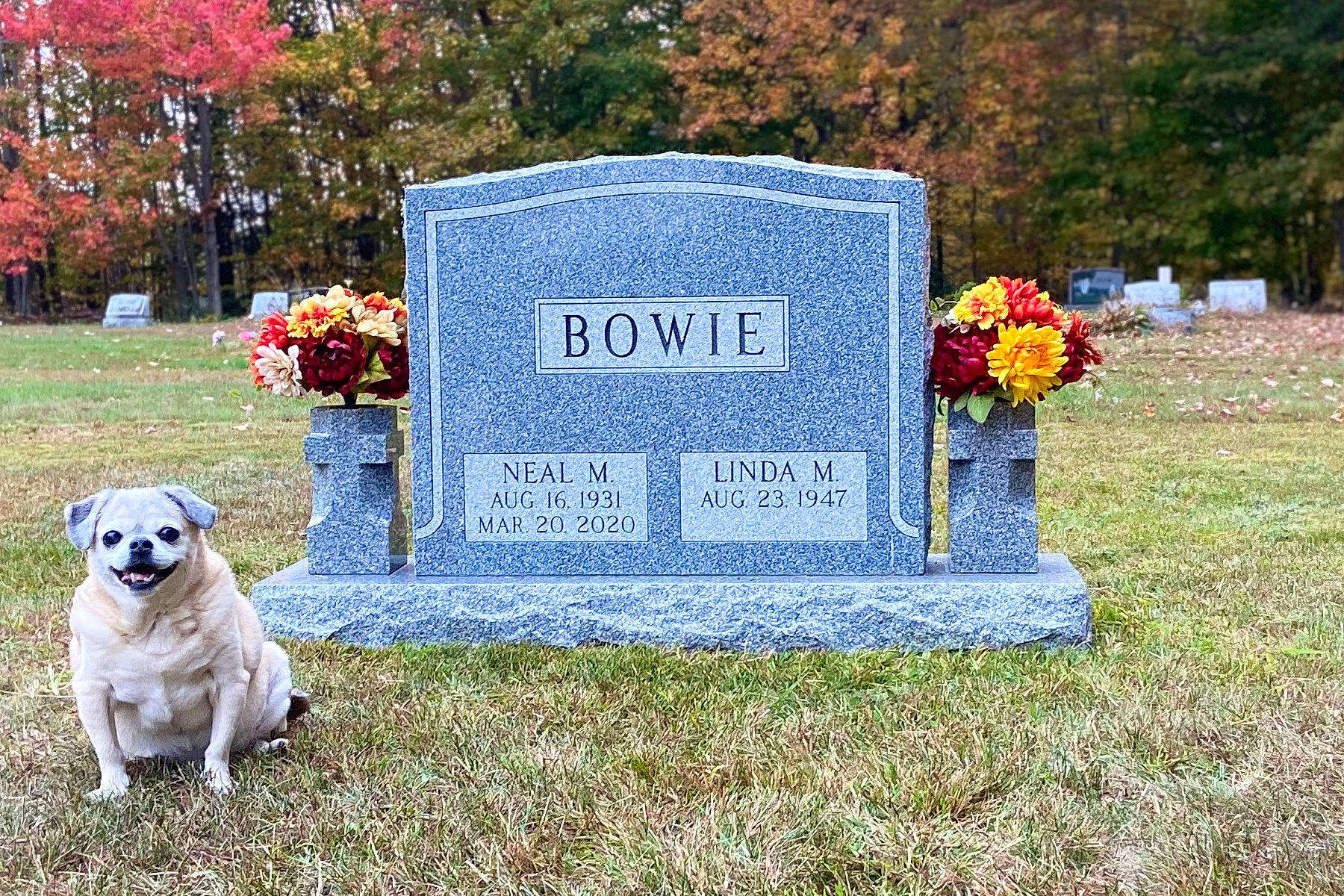 Chopper is registered to the contest to win money with this photo: canidae, carnivore, cemetery, companion_dog, deciduous, dog, dog_breed, dog_supply, floral_design, grave, groundcover, headstone, leaf, memorial, morning, nonbuilding_structure, sporting_group, symbol, toy_dog, working_animal