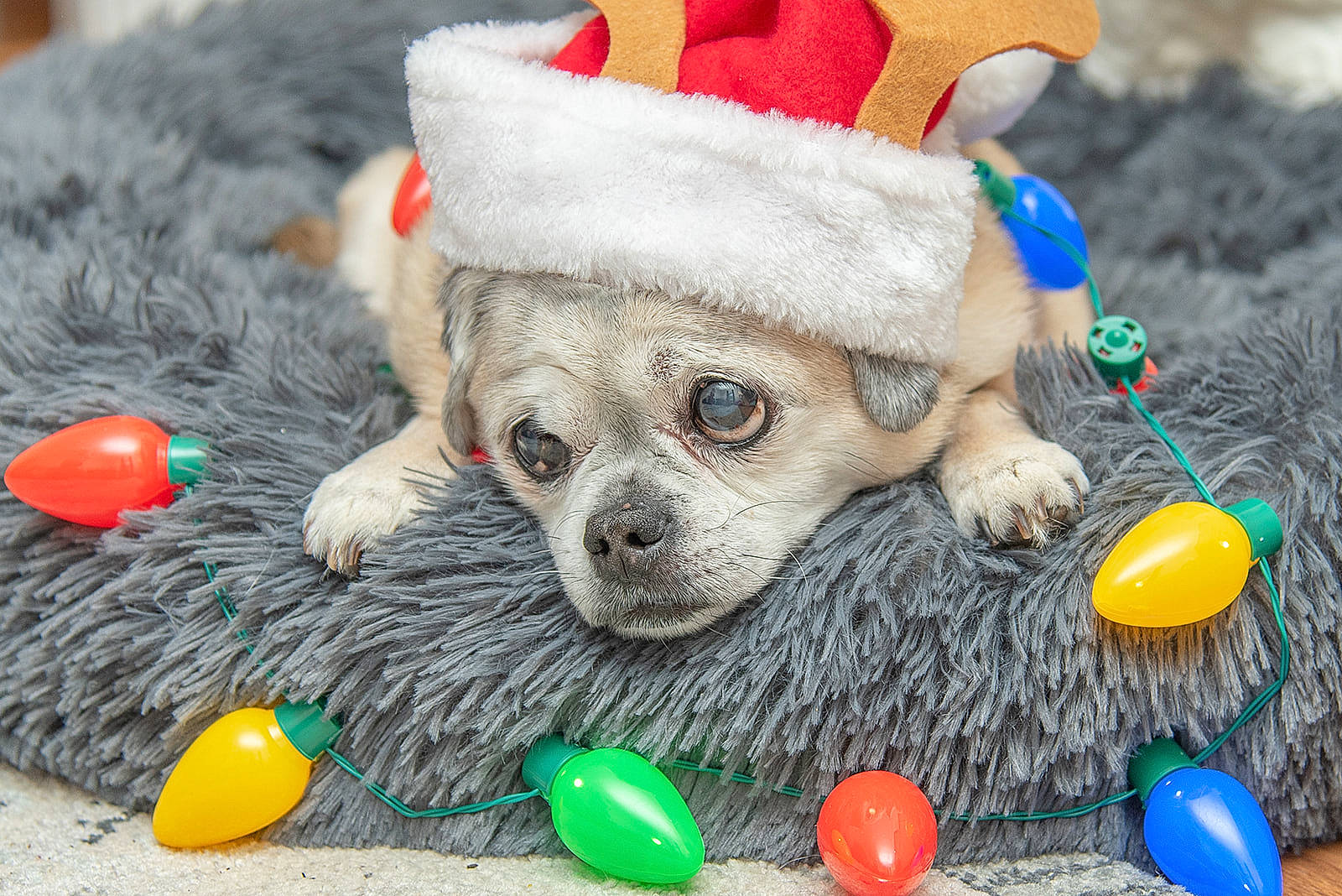 Chopper is registered to the contest to win money with this photo: christmas, costume_accessory, costume_hat, dog, dog_breed, dog_clothes, dog_supply, dog_toy, fictional_character, fur, holiday, natural_material, pet_supply, plush, sporting_group, stuffed_toy, toy, toy_dog, working_animal