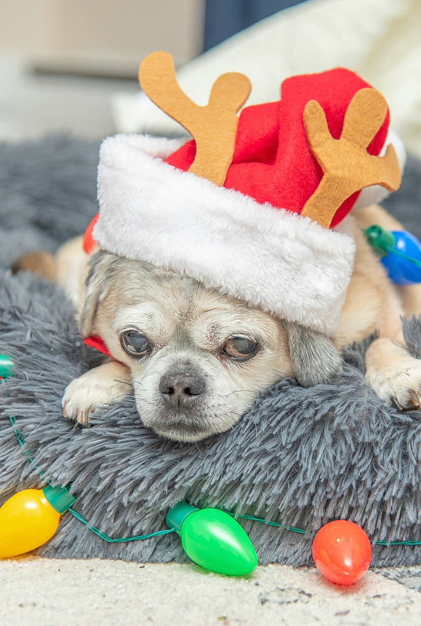 Chopper joined the competition — help win amazing prizes! ball, carnivore, cat_toy, christmas, christmas_eve, companion_dog, costume_accessory, costume_hat, dog, dog_breed, dog_clothes, dog_supply, dog_toy, easter, holiday, kong, party_supply, pet_supply, sporting_group, toy