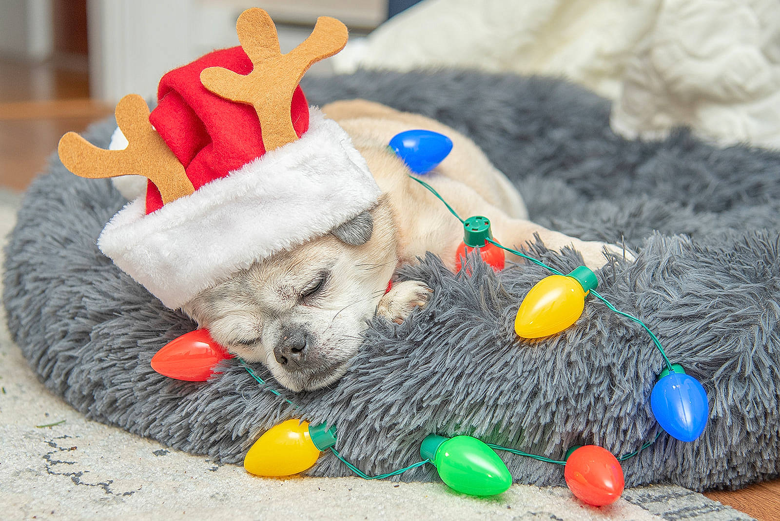 Chopper is registered to the contest to win money with this photo: christmas, costume_accessory, costume_hat, dog_supply, dog_toy, easter, fur, natural_material, pet_supply, plush, stuffed_toy, toy