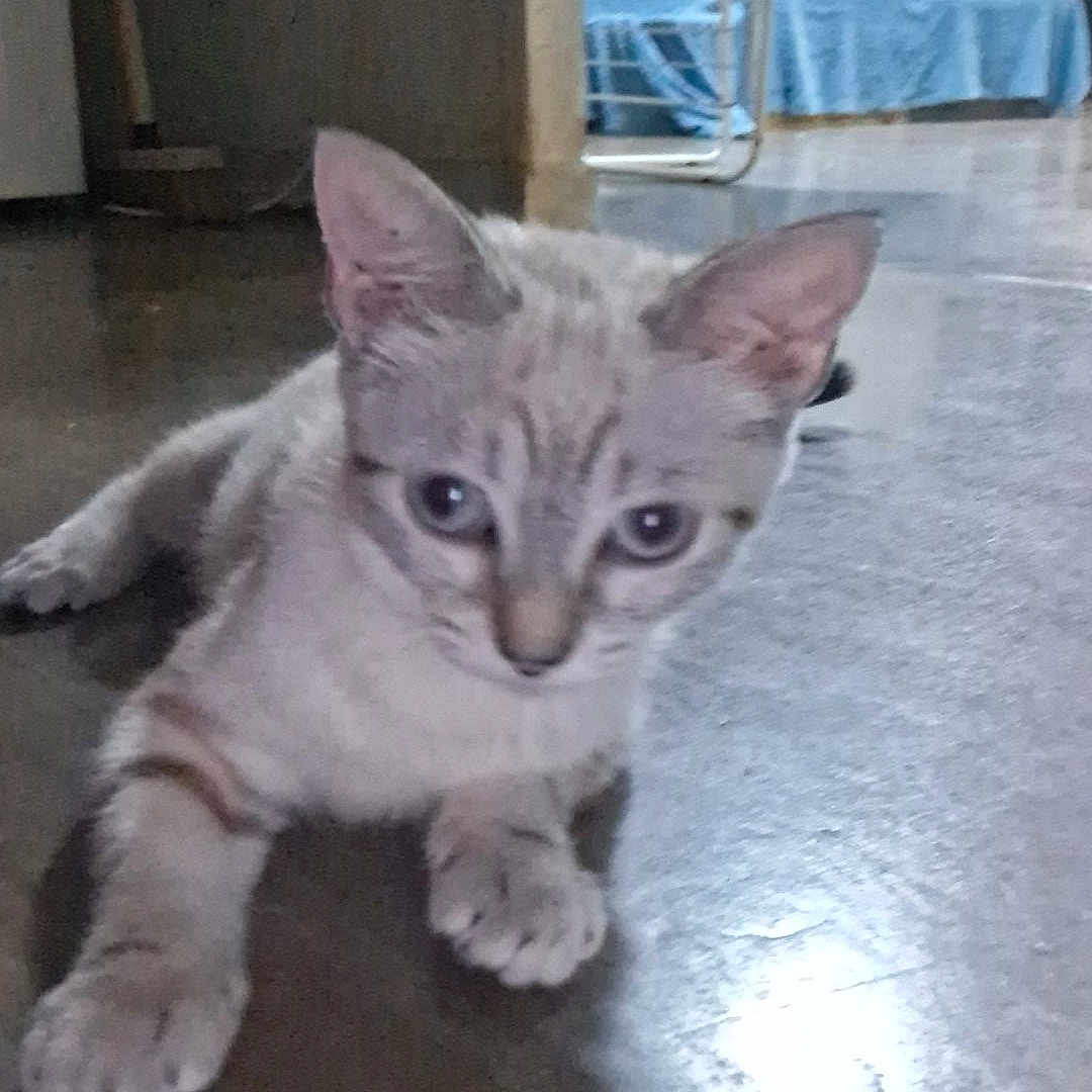 Limiy participe au concours pour gagner de l'argent avec cette photo : animal, blue_cloth, cat, cozy, curious, ears, feline, floor, furniture, home, indoor, kitten, looking, paws, pet, relaxed, small, table, whiskers, young