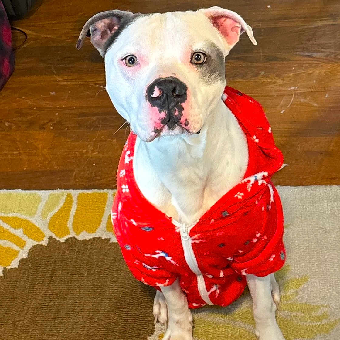 Kados Lamar is registered to the contest to win money with this photo: animal, black_patch, canine, clothing, cozy, cute, dog, domestic_animal, floor, household, indoor, looking_up, pet, red_hoodie, rug, sitting, sunflower_pattern, warm, white_dog, wooden_floor