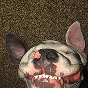 Kados Lamar is registered to the contest to win money with this photo: dog, smiling, teeth, tongue, ears, closeup, pet, canine, lying_down, carpet, funny_face, happy, indoor, animal, cute, nose, mouth, fur, playful, spot