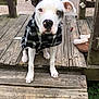 Kados Lamar joined the competition — help win amazing prizes! dog, pet, shirt, black_and_white, wooden_porch, outdoor, grass, greenery, steps, ears, nose, animal, canine, sitting, front_paws, wood, plaid, collar, house, daylight