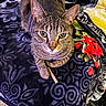 Scar joined the competition — help win amazing prizes! cat, tabby, pet, animal, feline, paw, stick, blanket, patterned_blanket, floral_pattern, indoor, resting, looking_up, whiskers, ears, fur, cozy, colorful, closeup, cute