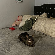 Scar is registered to the contest to win money with this photo: cat, tabby_cat, bed, pillow, plush_toy, dinosaur_toy, dragon_toy, stuffed_animal, gray_bedspread, wall_art, indoor, cozy, resting, animal, pet, furniture, soft_texture, home, relaxing, cute
