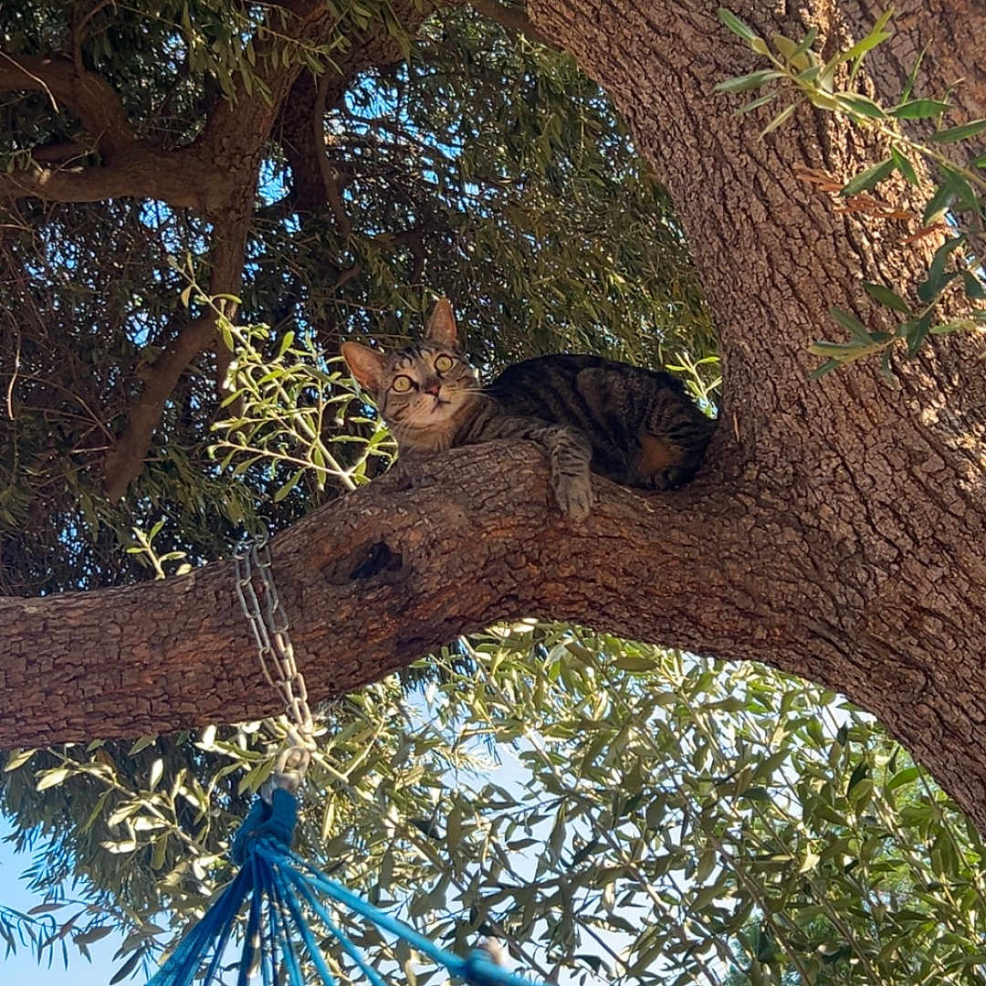 Scar joined the competition — help win amazing prizes! cat, tree, branch, hammock, ropes, outdoor, nature, green_leaves, sunlight, blue_sky, animal, pet, curious, tabby, wood, chain, house_roof, daytime, relaxation, perched