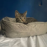 Mikey joined the competition — help win amazing prizes! animal, bed, beige, blue_wall, cat, cozy, curious, cute, domestic_cat, feline, indoor, kitten, looking, pet_bed, relaxed, resting, soft, tabby, white_sheet, young_cat