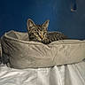 animal, bed, beige, blue_wall, cat, cozy, curious, cute, domestic_cat, feline, indoor, kitten, looking, pet_bed, relaxed, resting, soft, tabby, white_sheet, young_cat