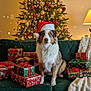 dog, santa_hat, christmas_tree, christmas_presents, couch, holiday, decorations, lights, ornaments, indoor, festive, snowflakes, wrapped_gifts, cozy, green_couch, lamp, blanket, pine_cones, red, gold