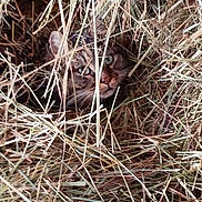 Tictic a rejoint le concours — aidez-le/la à gagner de superbes lots ! alert, animal, brown, camouflage, cat, close_up, cozy, curious, eyes, face, fur, green, hay, mammal, nature, nest, outdoor, pet, texture, wild
