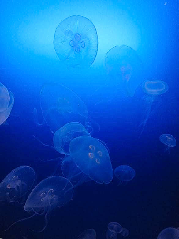 Loun a rejoint le concours — aidez-le/la à gagner de superbes lots ! atmosphere, azure, bioluminescence, blue, calm, circle, cnidaria, electric_blue, horizon, invertebrate, jellyfish, lens_flare, marine_biology, marine_invertebrates, ocean, organism, plankton, transparent_material, underwater, water