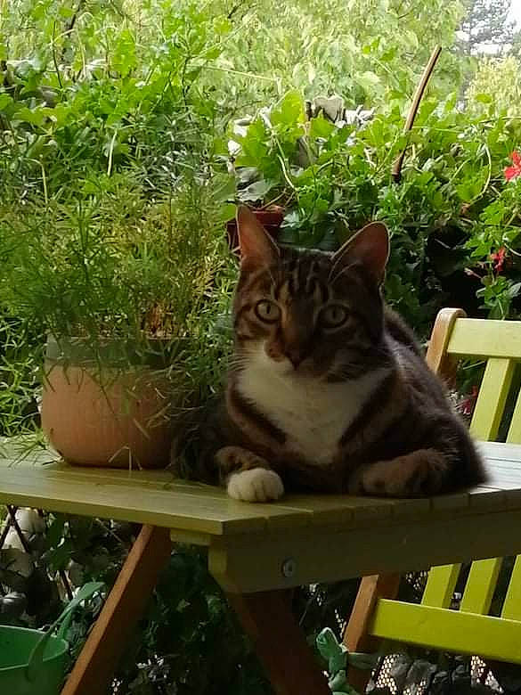 Loun participe au concours pour gagner de l'argent avec cette photo : botany, carnivore, cat, fawn, felidae, flowerpot, grass, green, groundcover, mammal, outdoor_furniture, plant, shrub, small_to_medium_sized_cats, sunlight, tail, vegetation, vertebrate, whiskers, wood