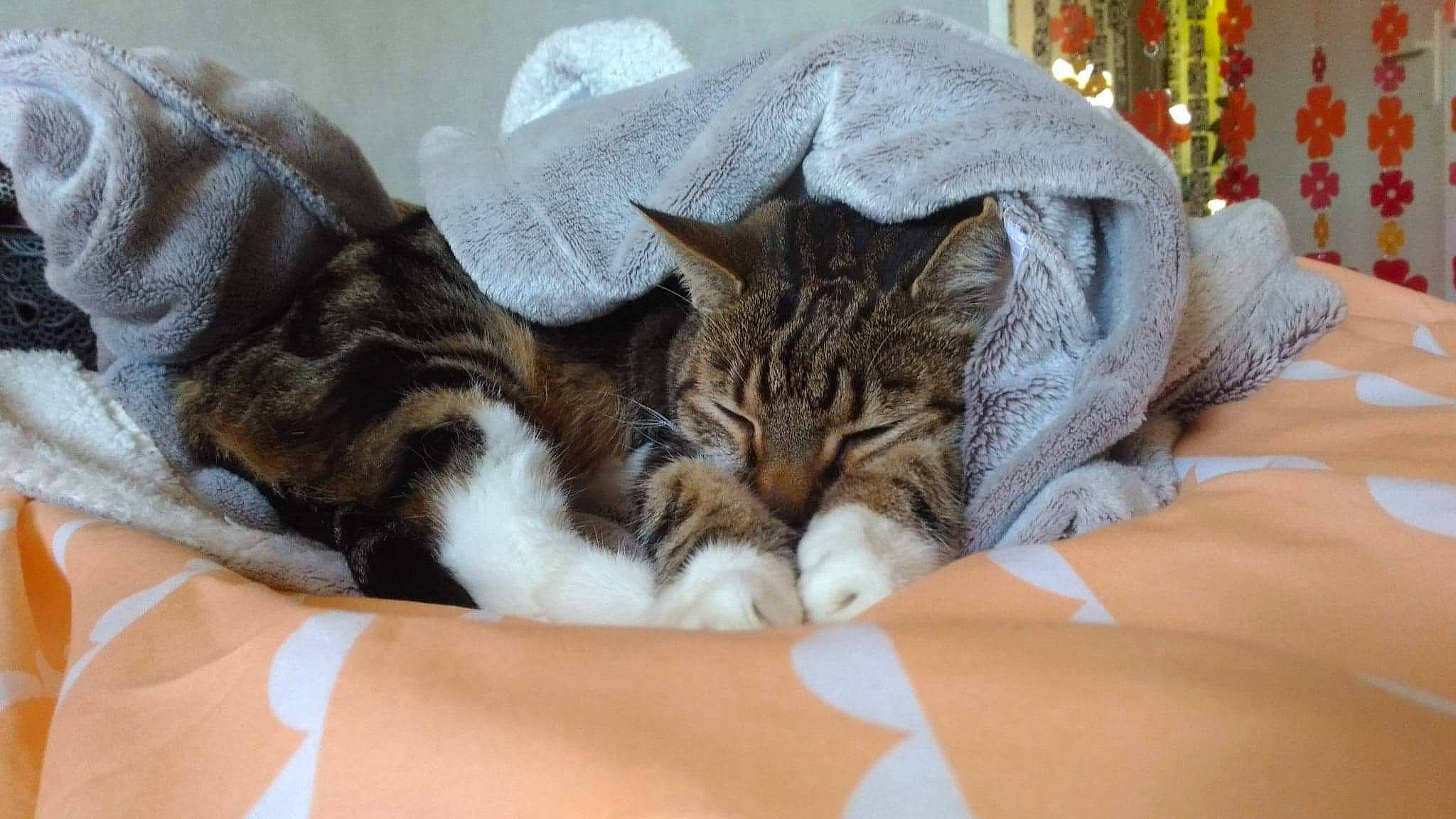 Loun participe au concours pour gagner de l'argent avec cette photo : bed, bedding, carnivore, cat, cat_bed, claw, comfort, couch, domestic_short_haired_cat, ear, fawn, felidae, fur, linens, nap, paw, sleep, small_to_medium_sized_cats, snout, whiskers