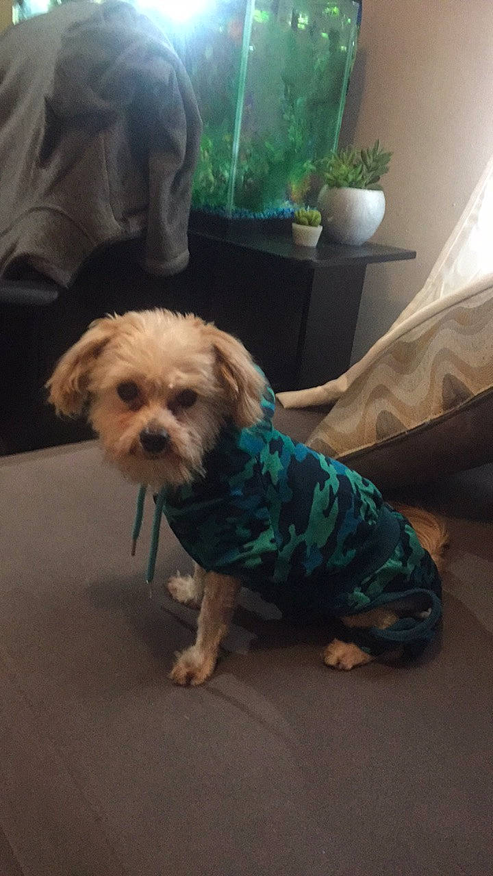 Yodi joined the competition — help win amazing prizes! carnivore, chair, comfort, companion_dog, dog, dog_breed, dog_clothes, dog_collar, dog_supply, fawn, flooring, flowerpot, fur, houseplant, plant, small_terrier, snout, terrier, toy_dog, working_animal